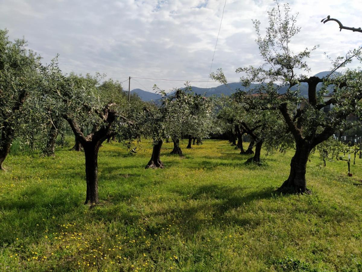 Agriturismo La Vite Maritata Pietrasanta Exterior photo